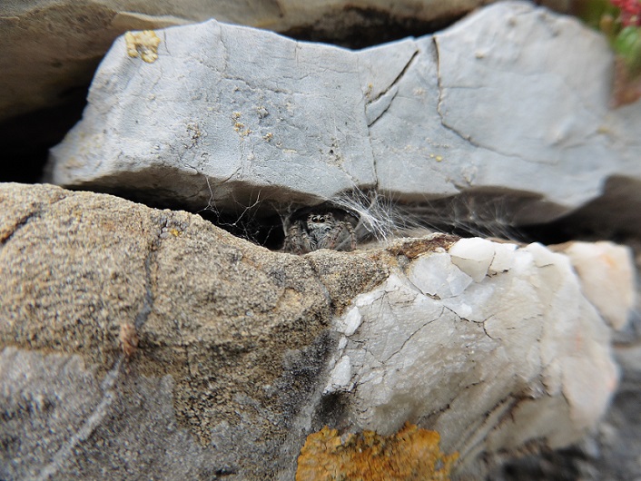 Philaeus chrysops, femmina in tana - Genova (GE)